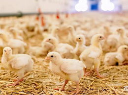 次氯酸喷雾消毒在肉鸡养殖中的应用
